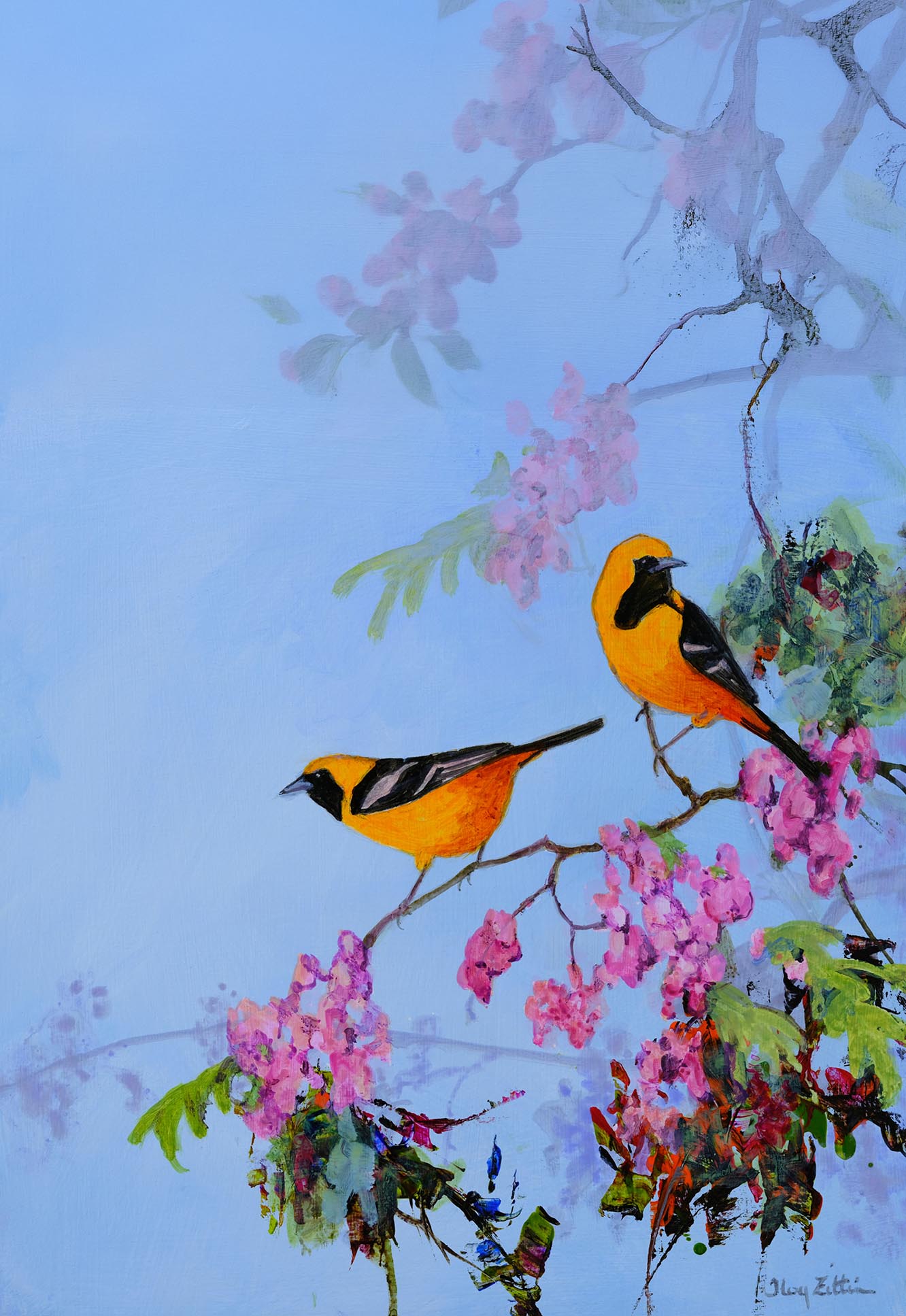 Hooded Oriole Pair